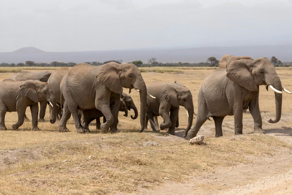 What to Pack for an African Safari