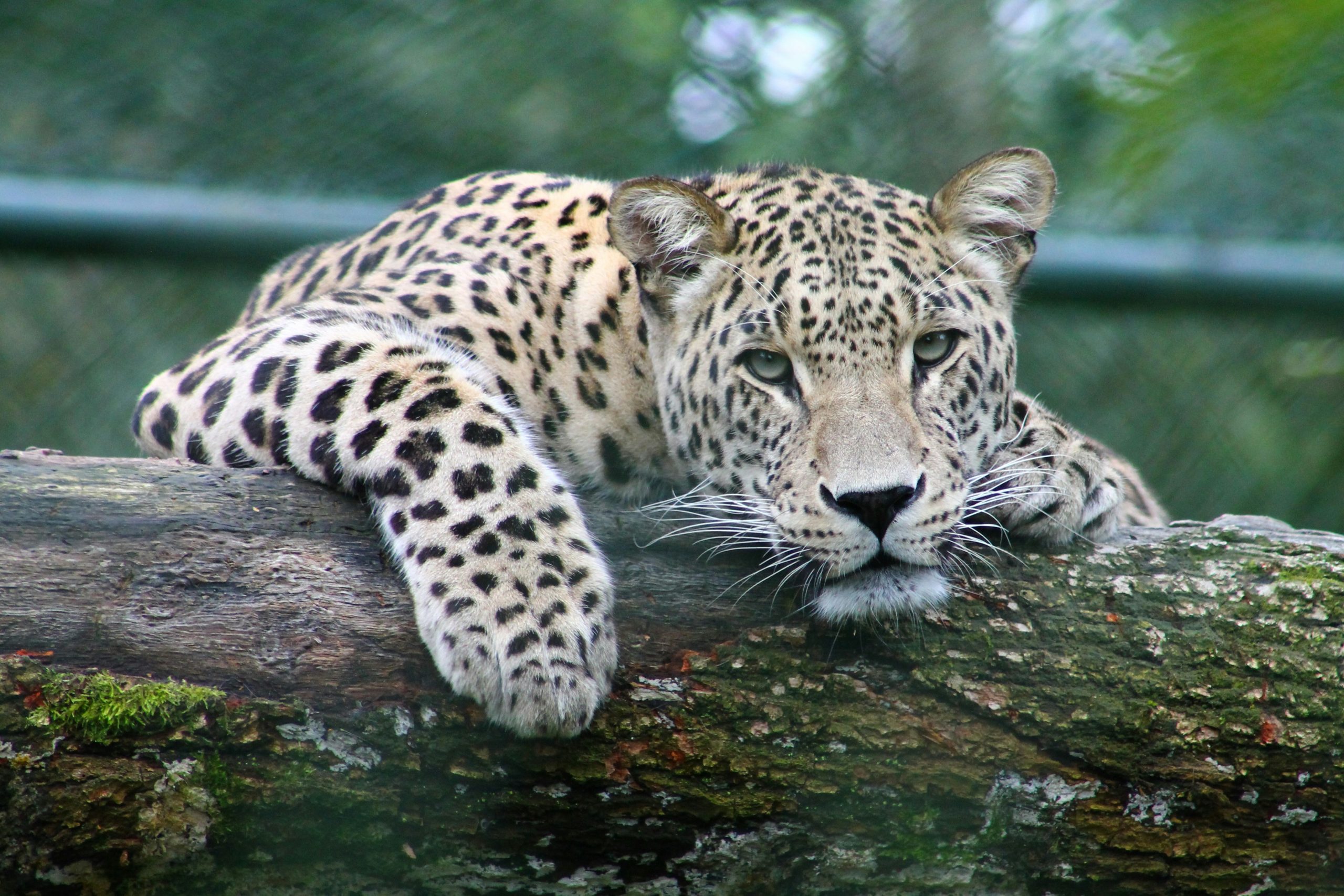 The Ultimate Kenya Safari Planning Guide