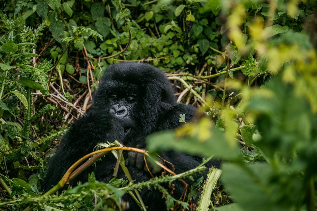 Uganda