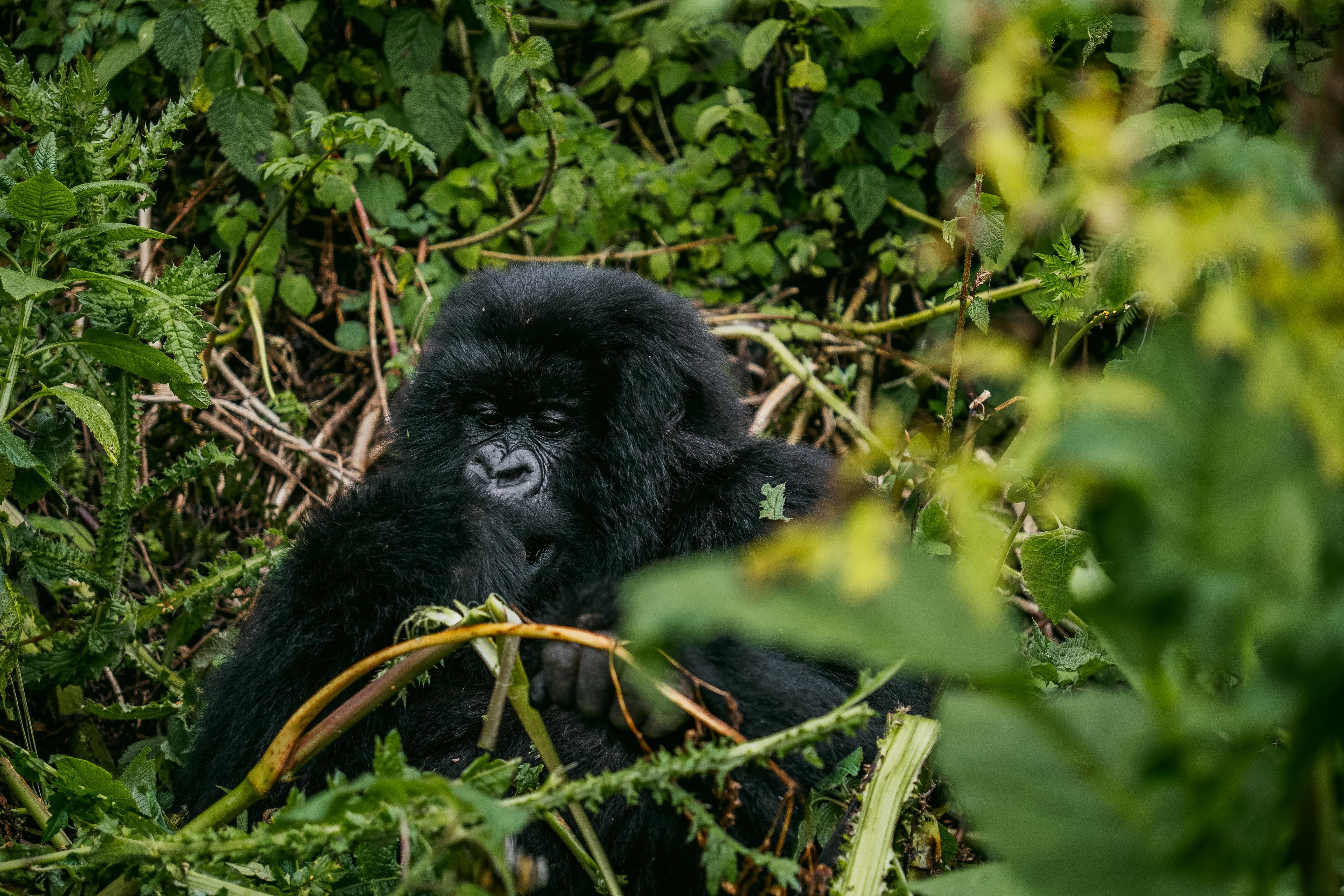 Uganda