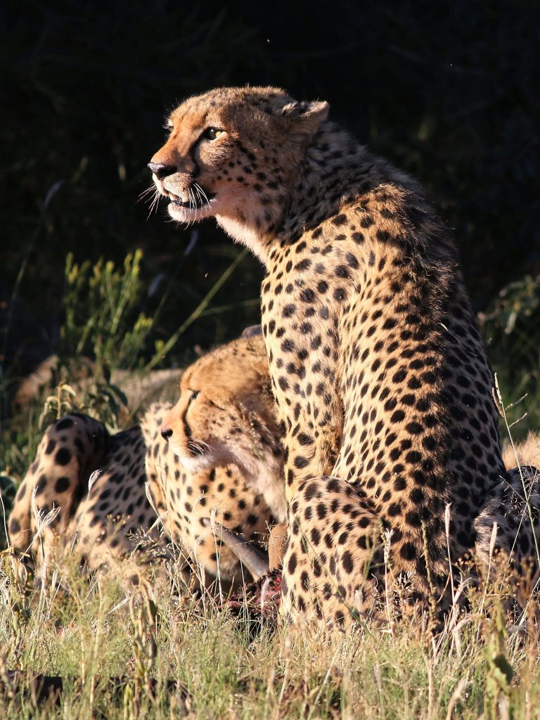 Day 2: Serengeti – 4 Days Serengeti & Ngorongoro Comfort Camping Safari