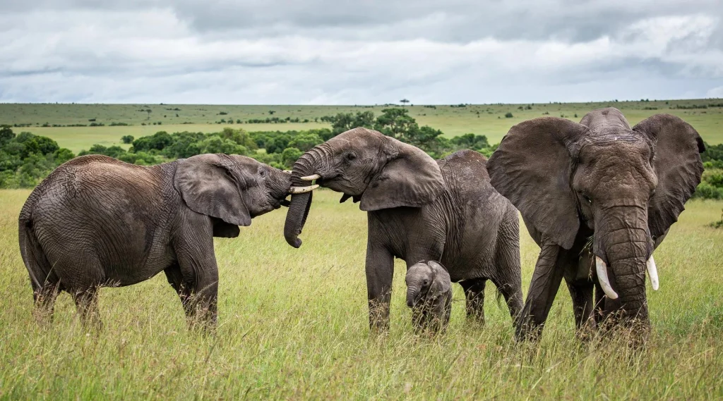 4 Days Serengeti, Ngorongoro & Tarangire Fly-in Safari from Zanzibar