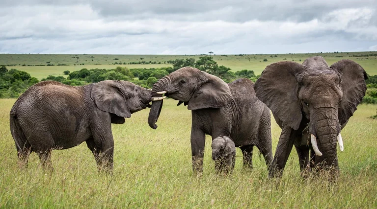 Tarangire – 4 Days Serengeti, Ngorongoro & Tarangire Fly-in Safari from Zanzibar