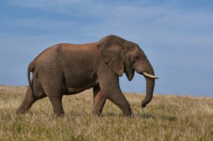 5 Days Lodge Safari with Serengeti Group Joining