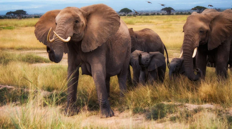 Karatu – 5 Days Ndutu Calving Season Safari