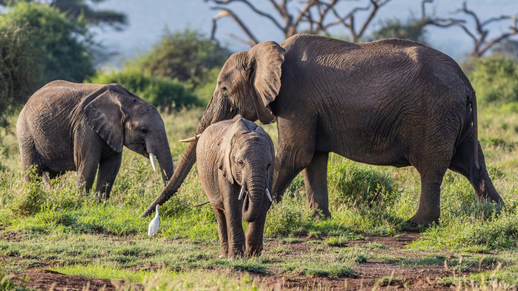 Best of Kenya: Safari & Beach Escape
