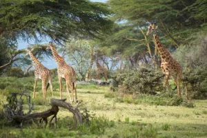 5 Days Family Getaway Safari: Tarangire, Lake Manyara, Serengeti & Ngorongoro
