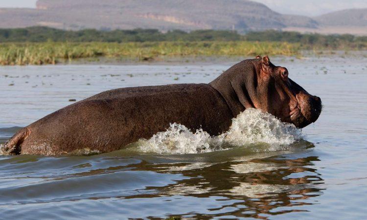Kenya Wildlife Explorer