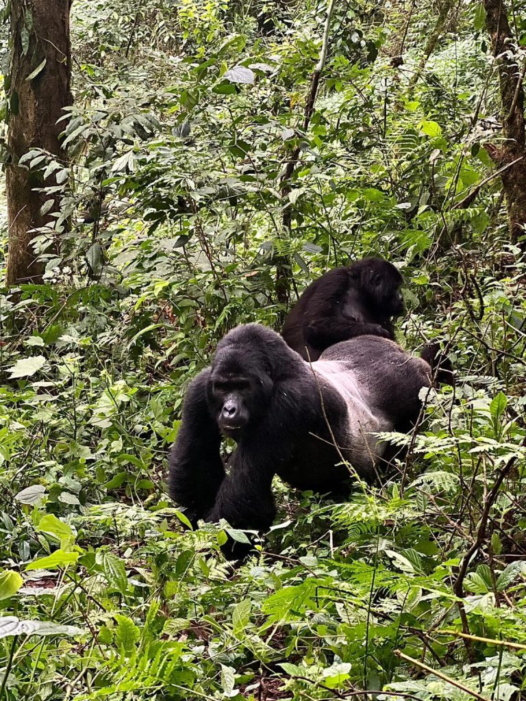 Gorilla Family Portrait