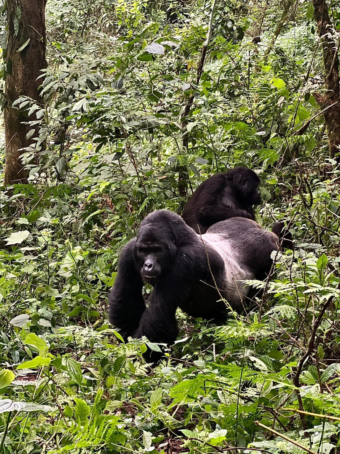 Gorilla Family Portrait