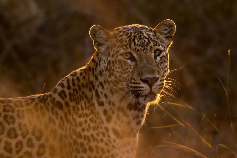 Day 4: Serengeti – 6 Days Serengeti Wildebeest Migration Safari
