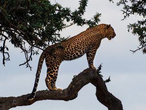 4 Days Serengeti, Ngorongoro & Tarangire Fly-in Safari from Zanzibar