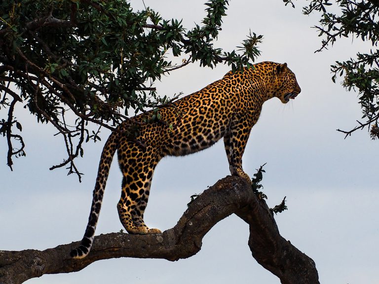 Day 3: Serengeti – 5 Days Lodge Safari with Serengeti Group Joining