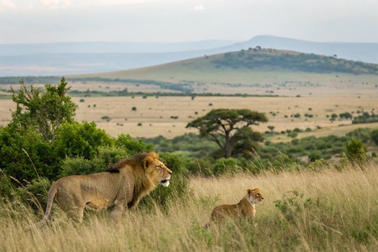 Day 3: Ndutu – 5 Days Ndutu Calving Season Safari
