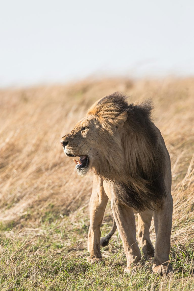 Ngorongoro Crater – 3 Days Serengeti & Ngorongoro Fly-in Safari