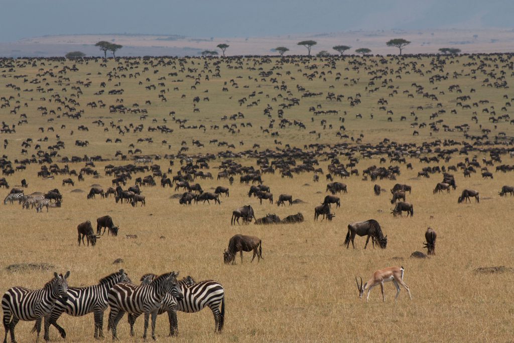 Kenya & Tanzania Grand Safari