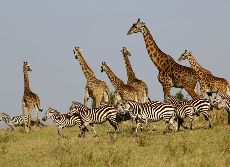 Harmony on the African Savannah: Zebras & Giraffes