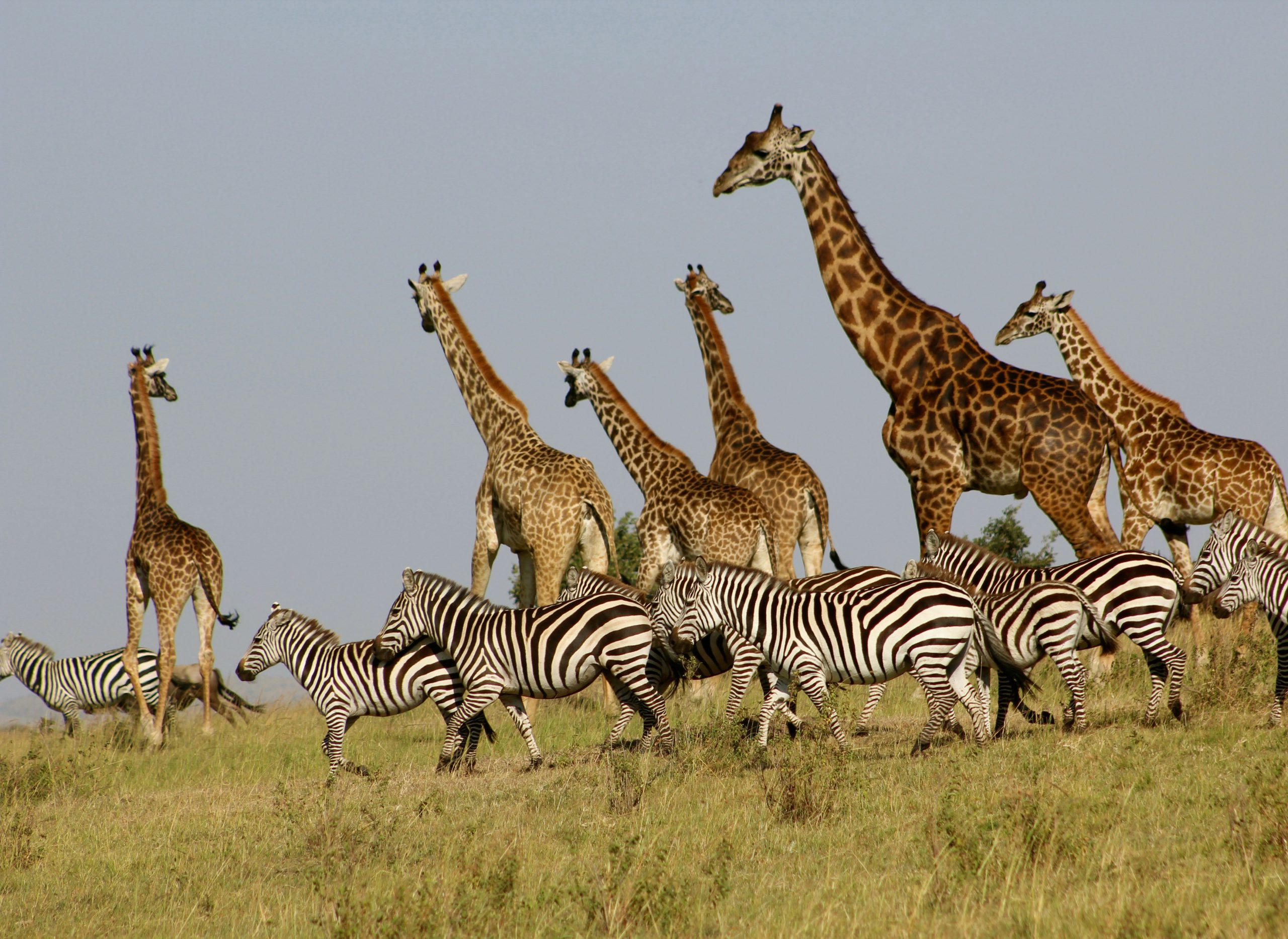 Harmony on the African Savannah: Zebras & Giraffes
