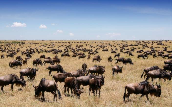 Maasai Mara Wildlife Safari