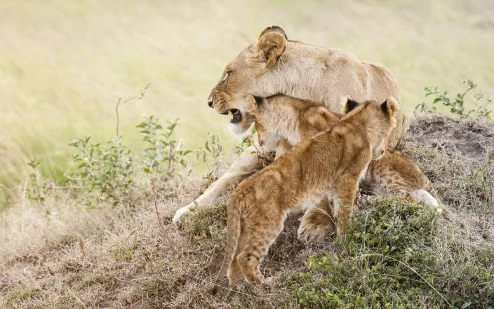 Kenya & Tanzania Grand Safari