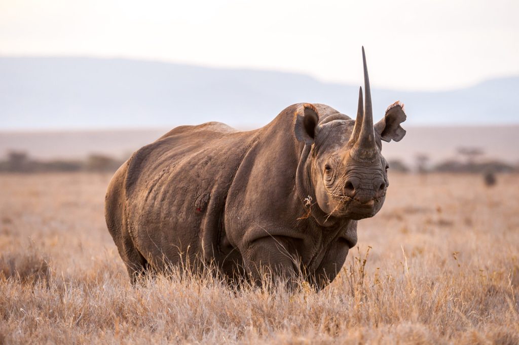Kenya Wildlife Explorer