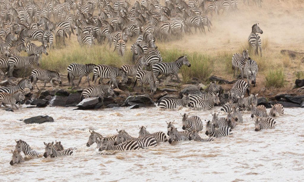 4-Day Maasai Mara Migration Safari