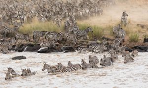 4 Days Serengeti & Ngorongoro Fly-in Safari from Zanzibar
