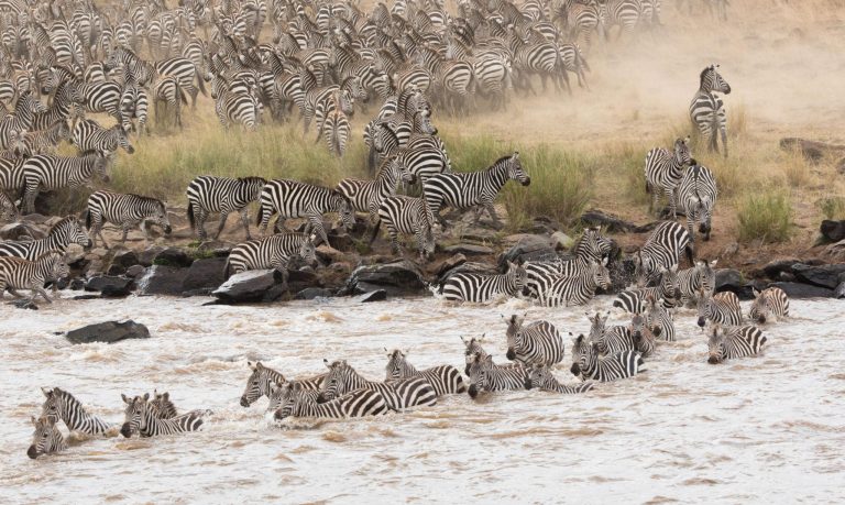 Day 3: Serengeti – 5 Days Lodge Safari with Serengeti Group Joining
