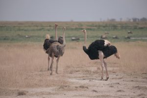 2 Days Tarangire & Ngorongoro Private Safari
