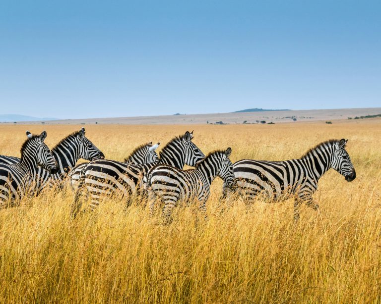 Day 2: Serengeti – 4 Days Serengeti & Ngorongoro Budget Camping Safari