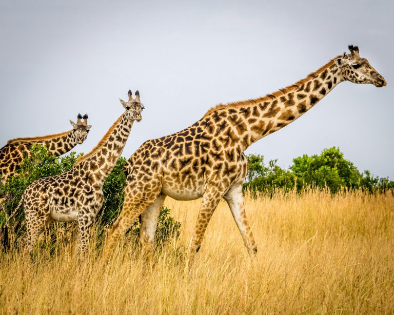 Karatu – 6 Days Lodge Safari with Serengeti & Lake Manyara Group Joining