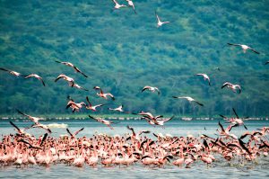 6 Days Lodge Safari with Serengeti & Lake Manyara Group Joining