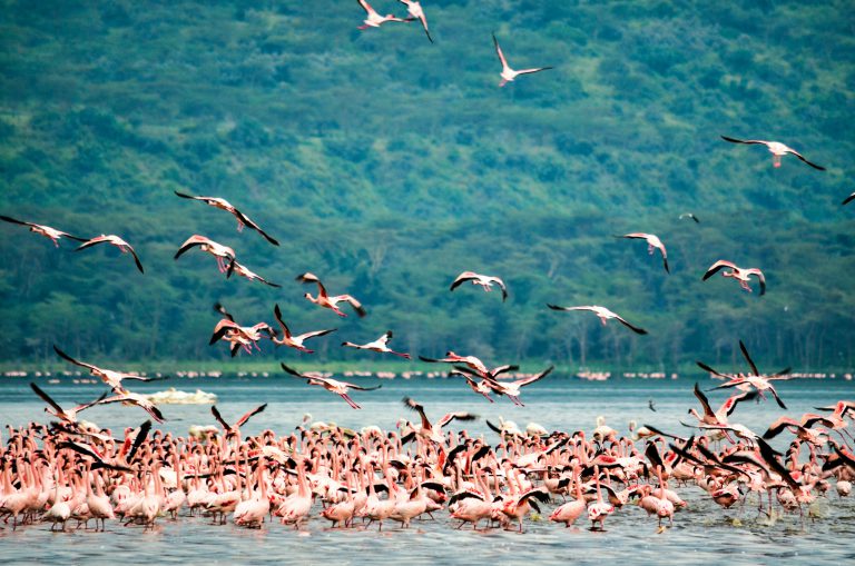 Day 2: Lake Manyara – Karatu – 6 Days Lodge Safari with Serengeti & Lake Manyara Group Joining