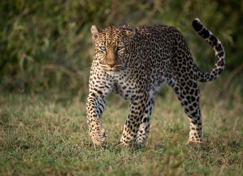 Best of Kenya: Safari & Beach Escape