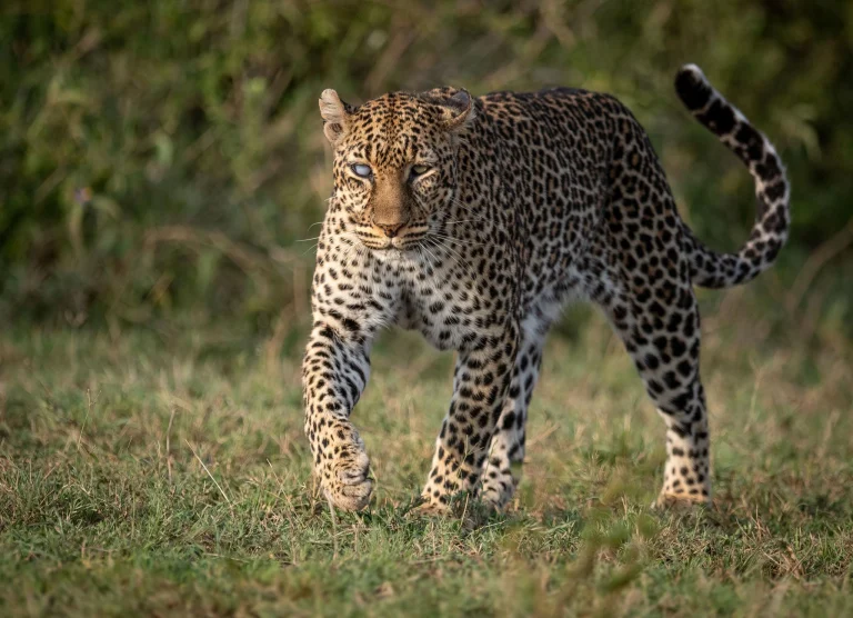 Day 1: Arusha – Serengeti – 4 Days Serengeti & Ngorongoro Budget Camping Safari