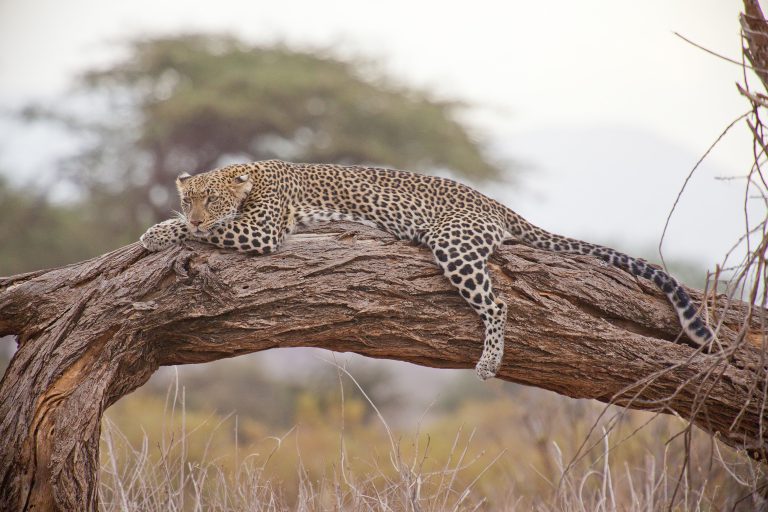 Day 2: Serengeti – 4 Days Serengeti & Ngorongoro Fly-in Safari from Zanzibar