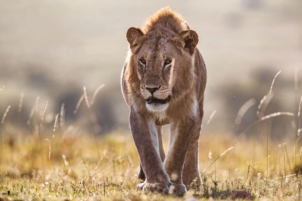 4 Days Serengeti & Ngorongoro Fly-in Safari from Zanzibar