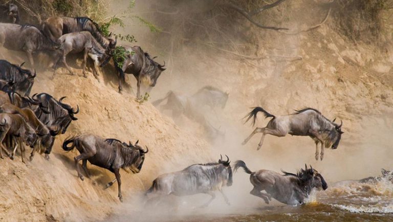 Wildebeest Crossing the Mara River