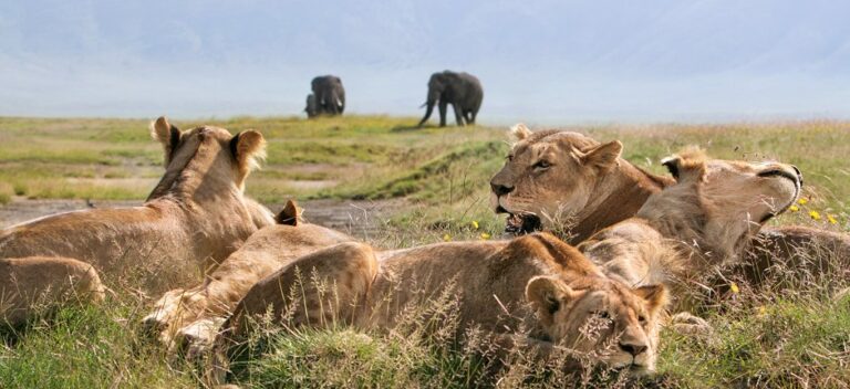 Big Five Safari Guide