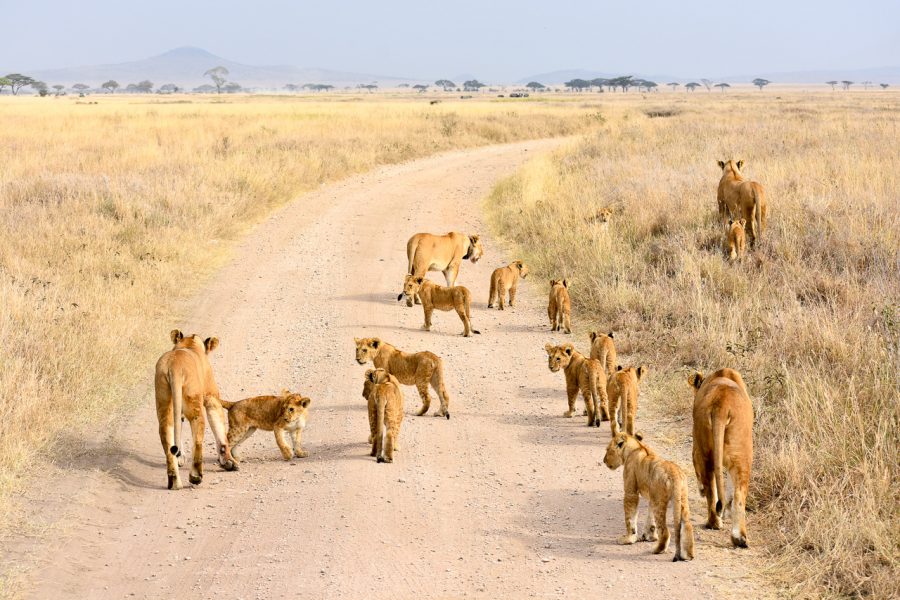 Kenya & Tanzania Grand Safari