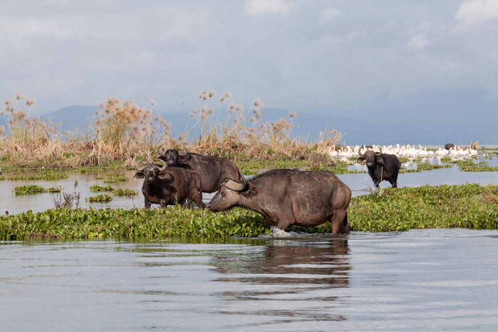 Buffalos