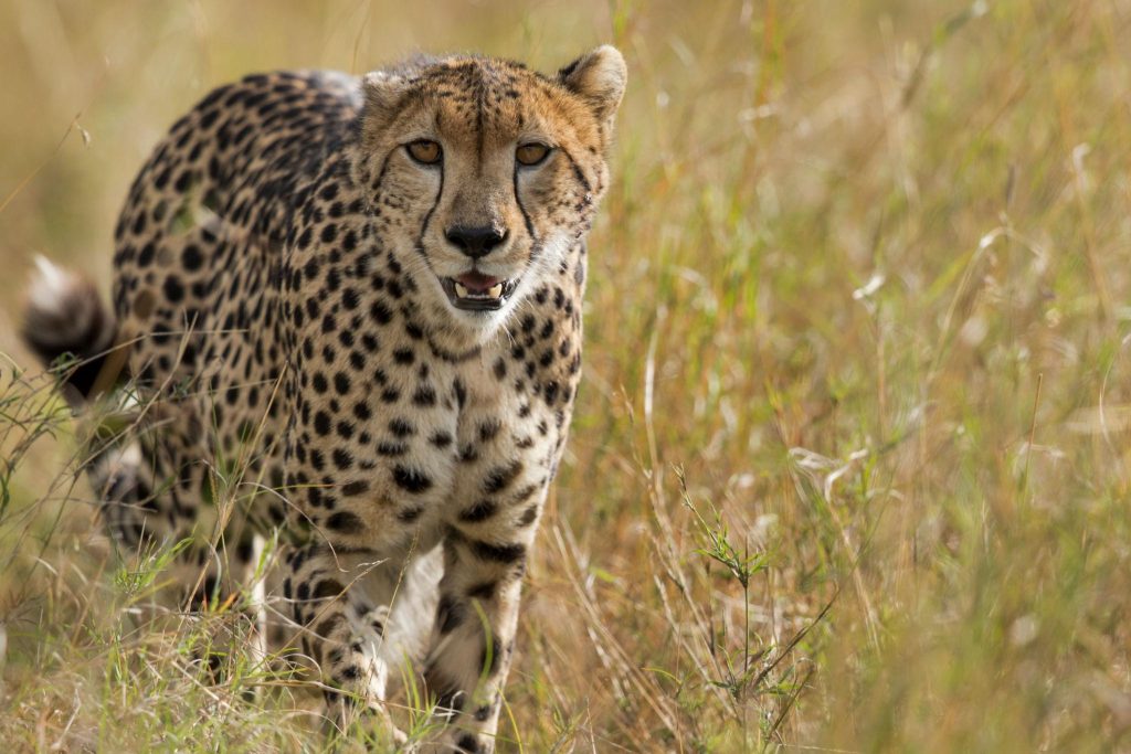 Cheetah