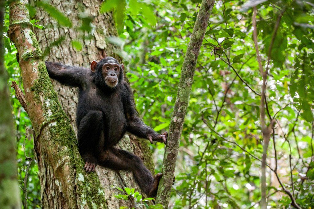 Chipanzee Rwanda