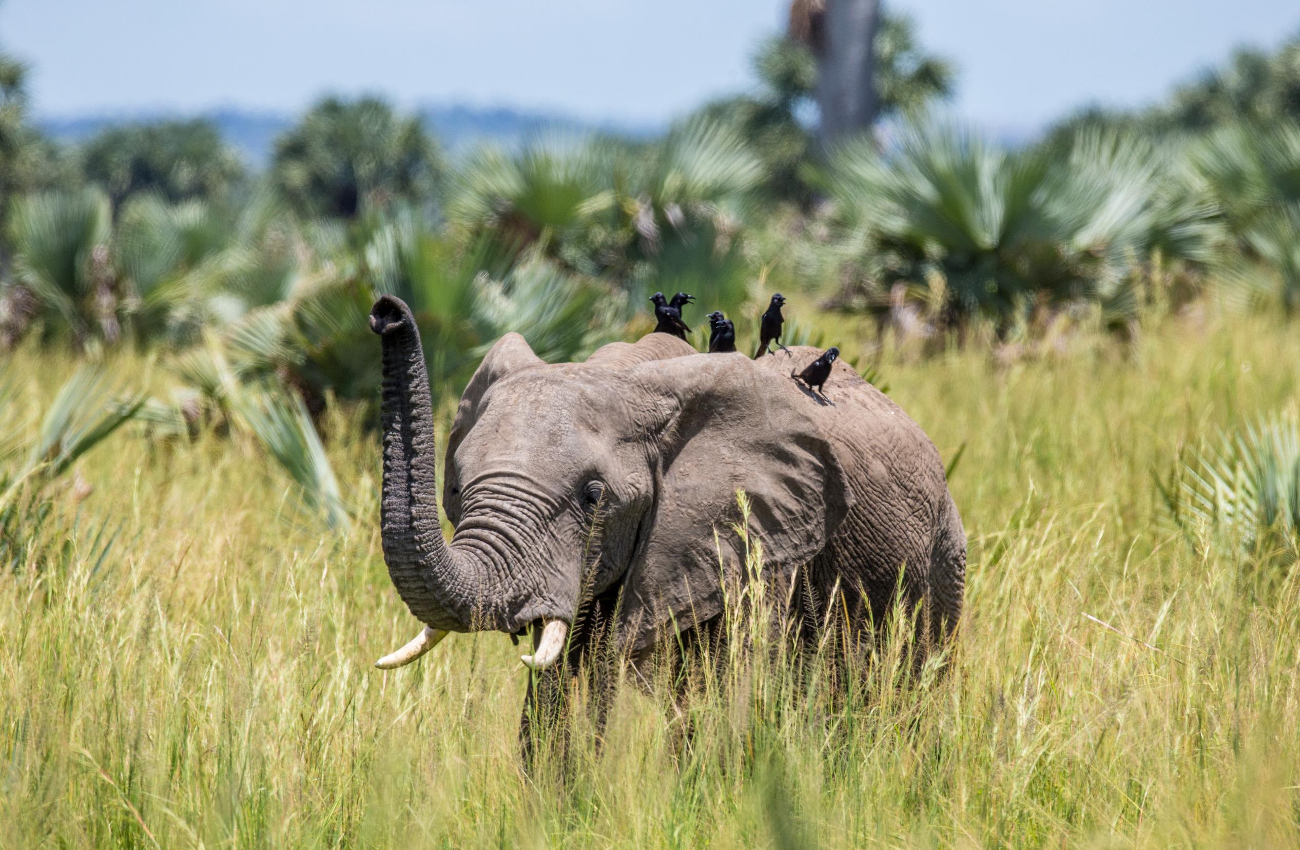 Elephant 2