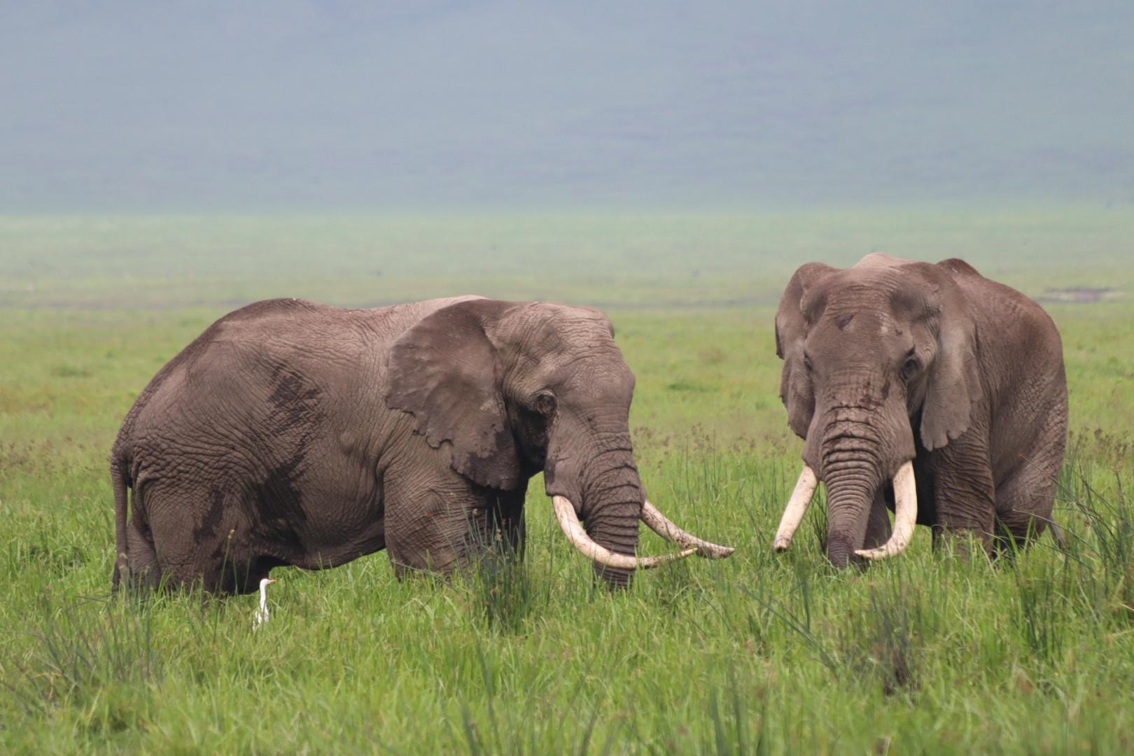 Elephant 3