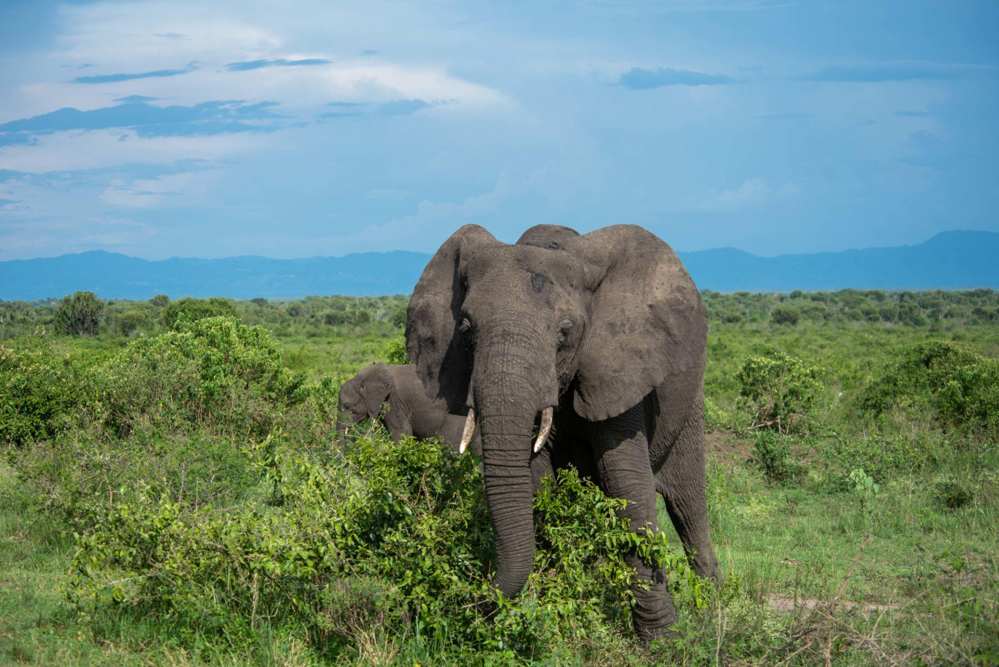 Elephant 4