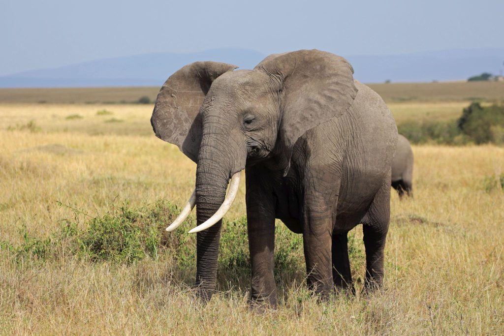 Elephant