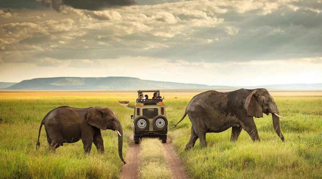 Elephants