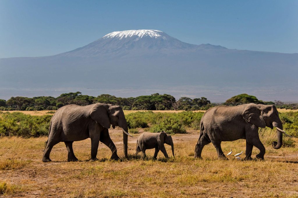 Elephants 2