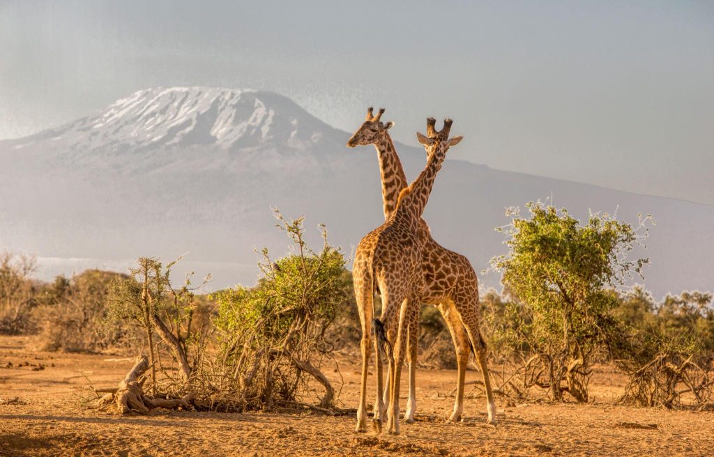 Giraffe